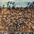 Le rucher de Bellepierre – Séance du 19 mai 2021