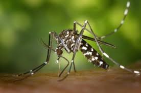 Informations sur la dengue